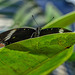 HUNAWIHR: Jardins des papillons 10