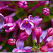 Lilac blossoms... ©UdoSm