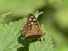 Speckled Wood (Pararge aegeria) DSB 1524
