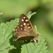Speckled Wood (Pararge aegeria) DSB 1524