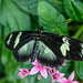 HUNAWIHR: Jardins des papillons 11