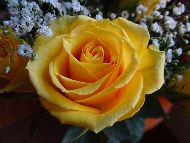 One of my Yellow Birthday Roses