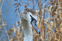 Swans on Killingworth Lake. North Tyneside
