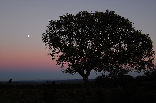Azinheira, Quercus ilex, Penedos, twilight..