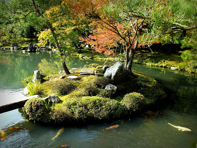 Koi pond, Tenryu-ji Zen Temple