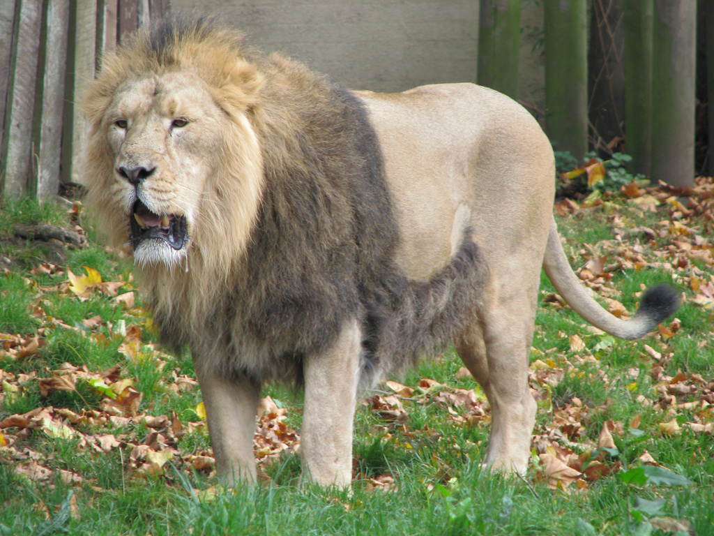 Lion at London Zoo