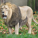 Lion at London Zoo