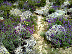The path in flower