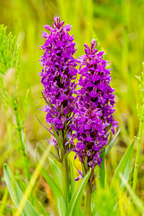 Marsh orchid