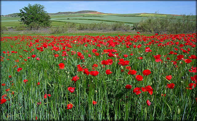 Spring revisited no 5. Poppy field, Algete