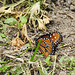 Day 6, Queen butterfly / Danaus gilippus