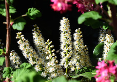 Blüten eines Kirschlorbeerstrauches