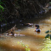 Aix (genus) Wood duck