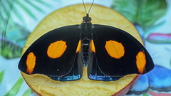 HUNAWIHR: Jardins des papillons 12