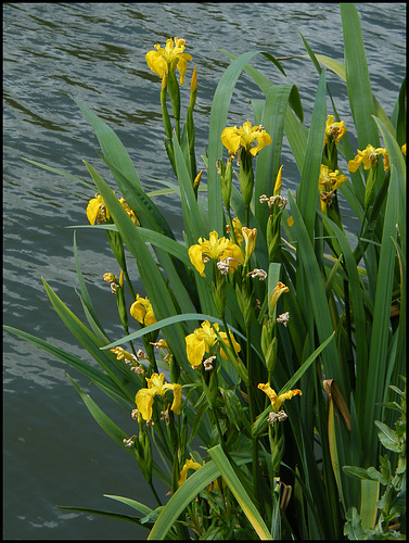 riverside iris