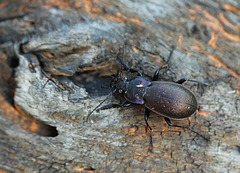 Violet Ground Beetle (2)