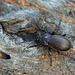 Violet Ground Beetle (2)