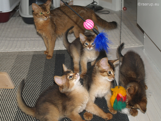 Somali kittens playing (2007)