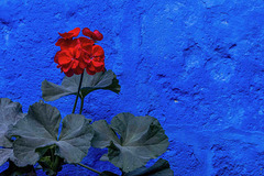 Rojo sobre azul, Convento Santa Catalina Arequipa