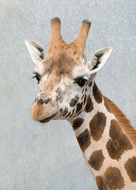 Giraffe (6)
