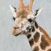 Giraffe (6)