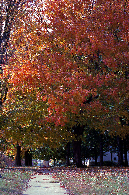 Fall Tree 1979