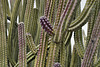Playing the Line – Desert Botanical Garden, Papago Park, Phoenix, Arizona