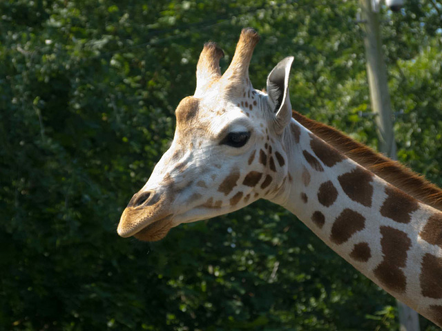 Giraffe (7)