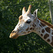 Giraffe (7)