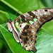 HUNAWIHR: Jardins des papillons 13