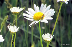 Insect On Daisy.