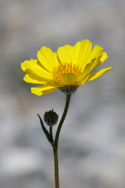 desert sunflower