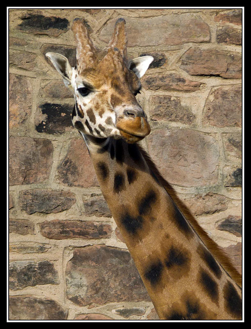 Giraffe Chester Zoo