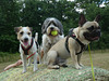 Die Hundefreundinnen Kenzie, Lena und Lola auf einem Heuballen
