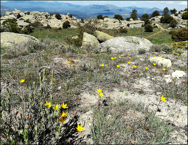 Wild tulips and granite forms