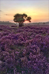 Sunrise over the Purple Heather...