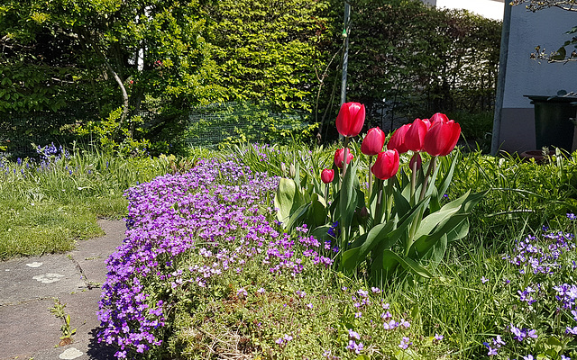 Tulpenblüte im Garten