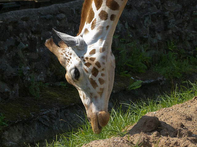 Giraffe stooping down