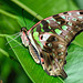HUNAWIHR: Jardins des papillons 14