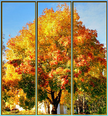 Wallpaper Autumn.  ©UdoSm