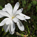 A white magnolia blossom