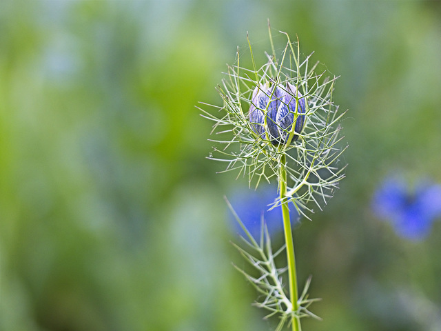 Love-in-a-Mist Bud