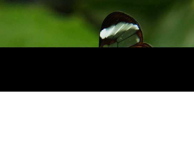 Glasswing Butterfly (1)