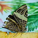 HUNAWIHR: Jardins des papillons 15