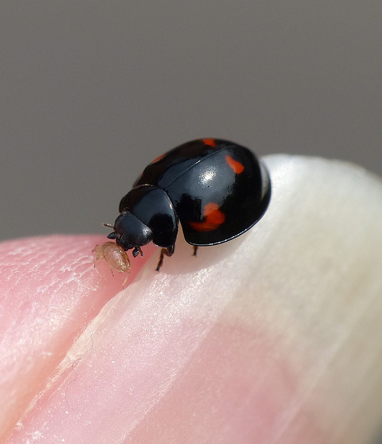 Pine Ladybird Pine Ladybird