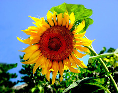 Fleur de soleil