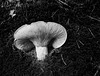 Mushroom on the path