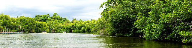 Madu river safari at Balapitiya, Sri Lanka