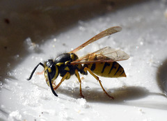 Wespe und Zuckerkristalle