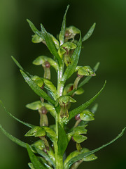 Coeloglossum viride (Longbract Frog orchid)